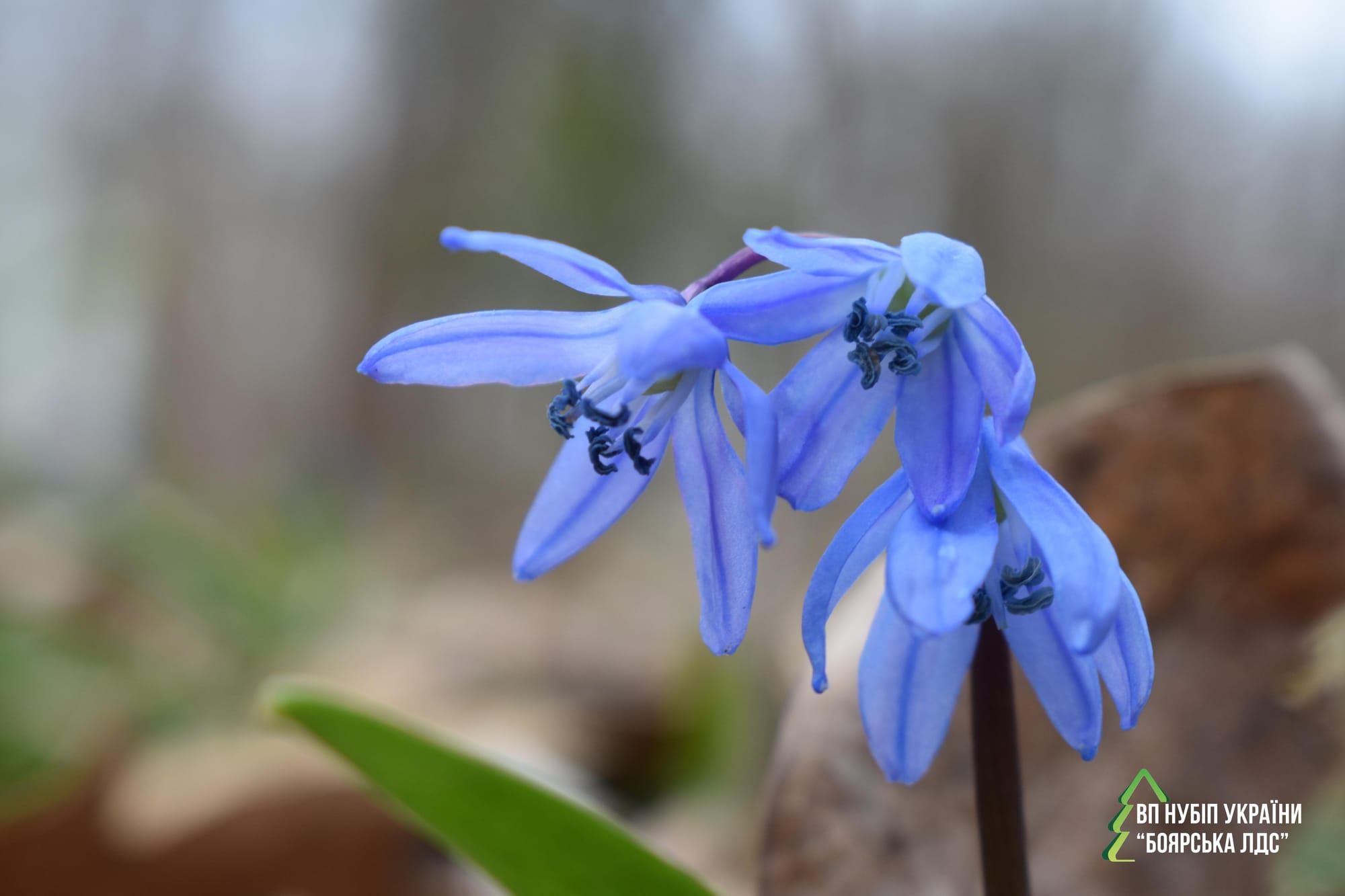 Весна в Ботанічному саду НУБіП