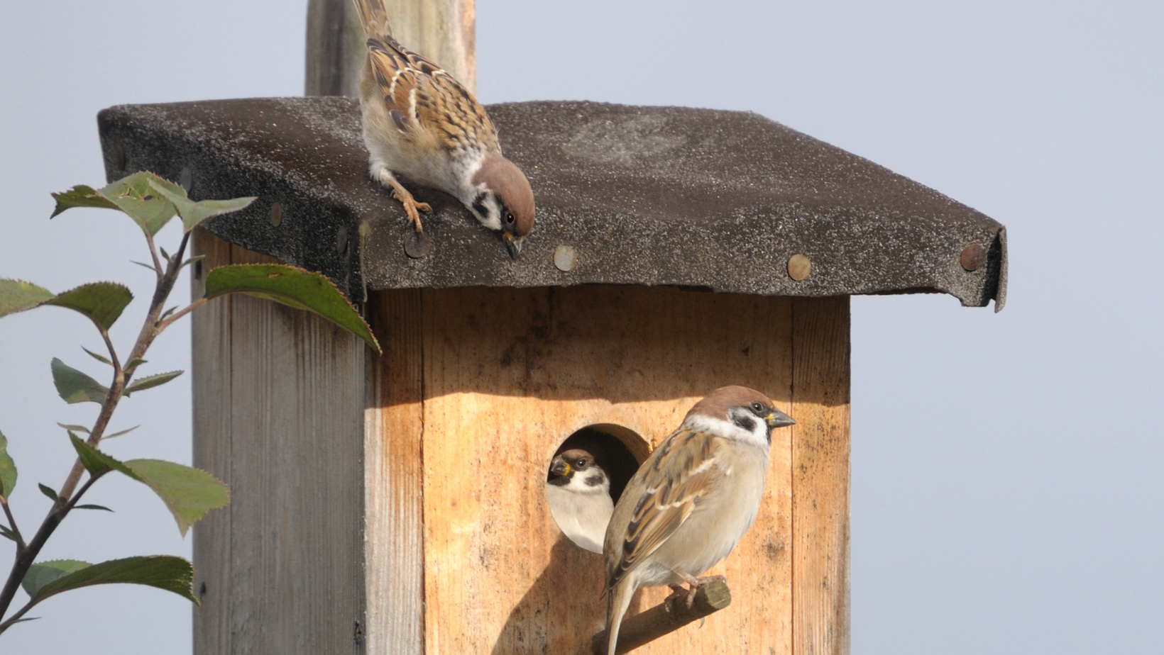 День зустрічі птахів — з годівничкою в руках