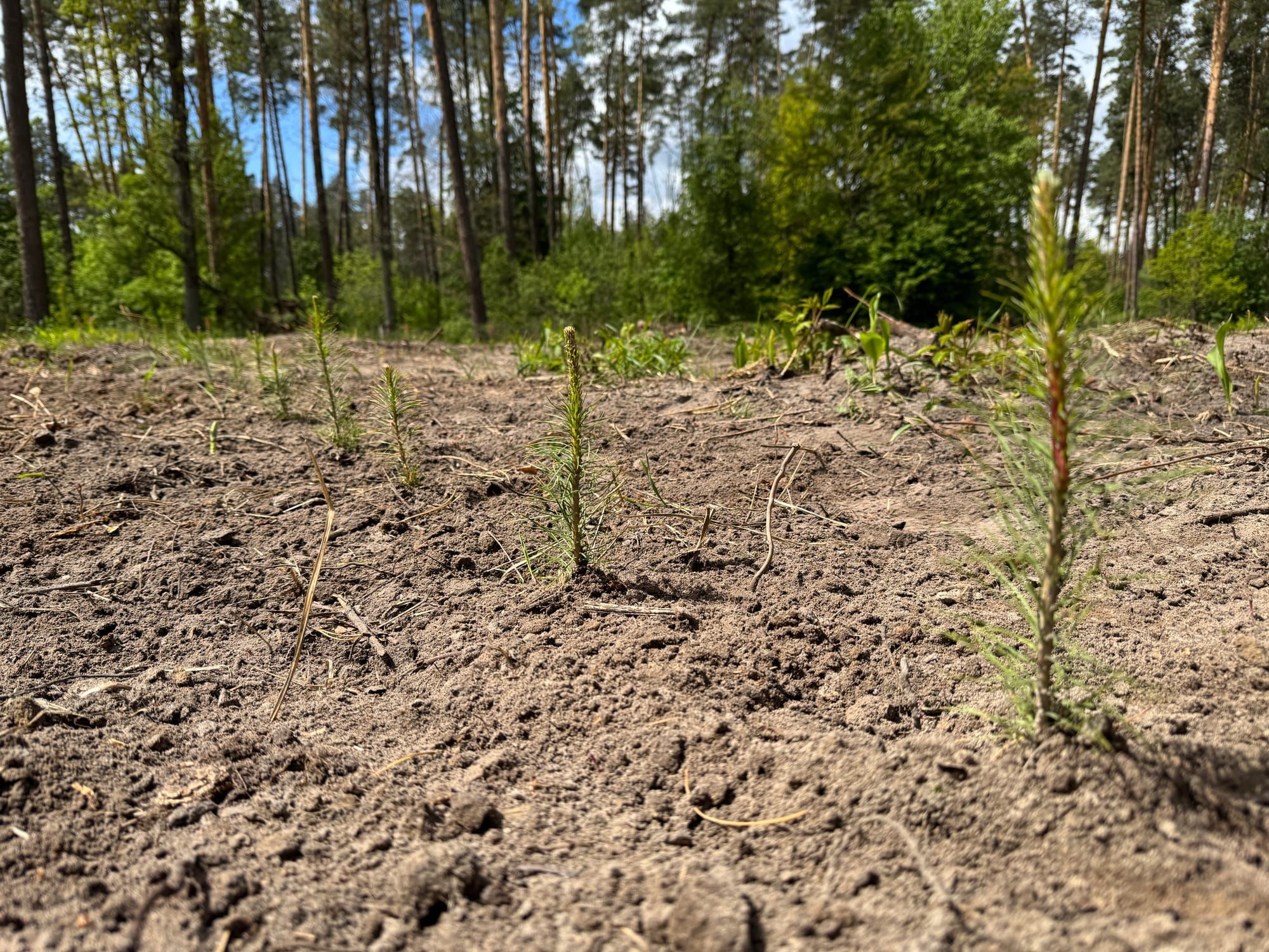 Еколого-географічні культури сосни звичайної
