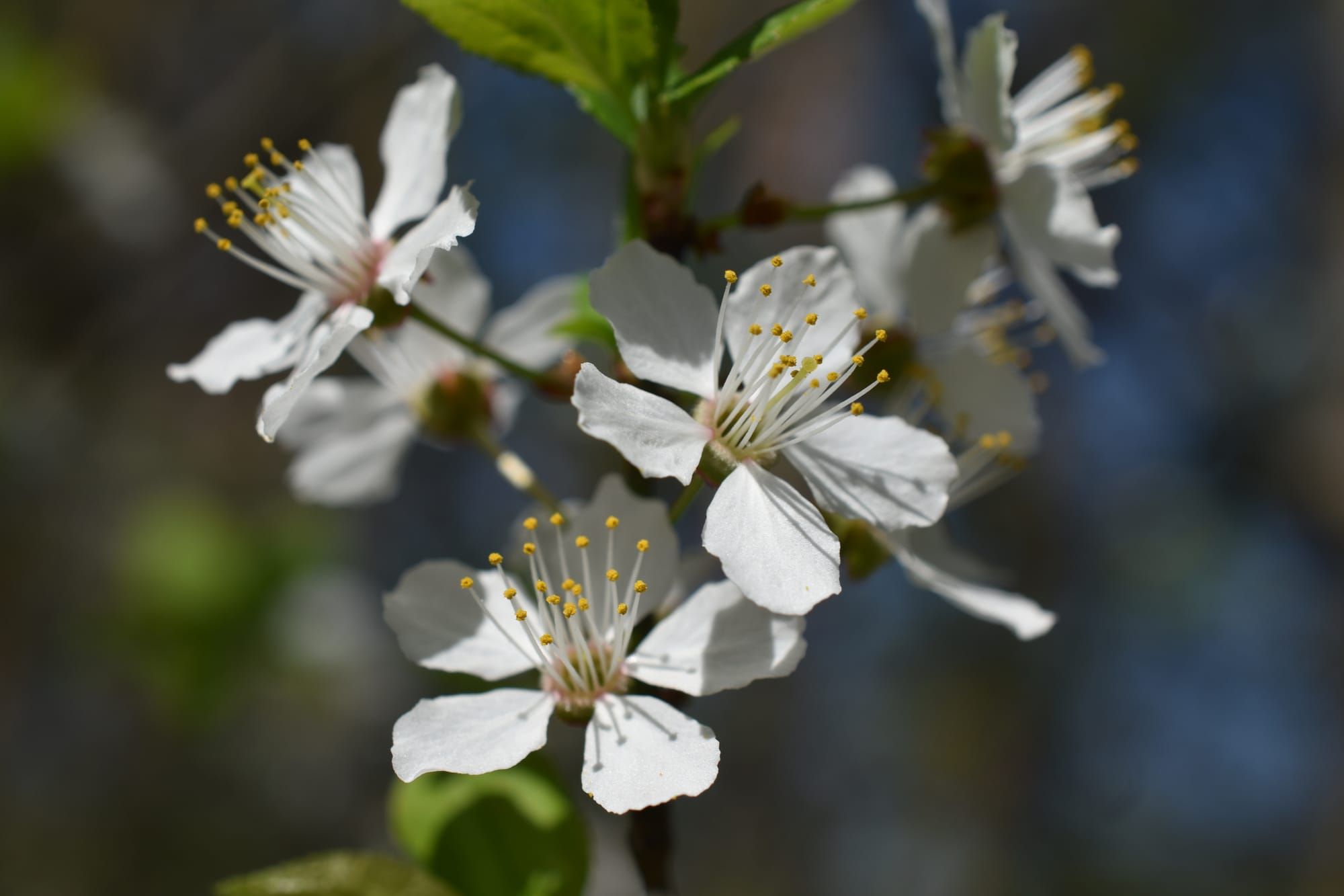 Квітневі контрасти лісового фонду