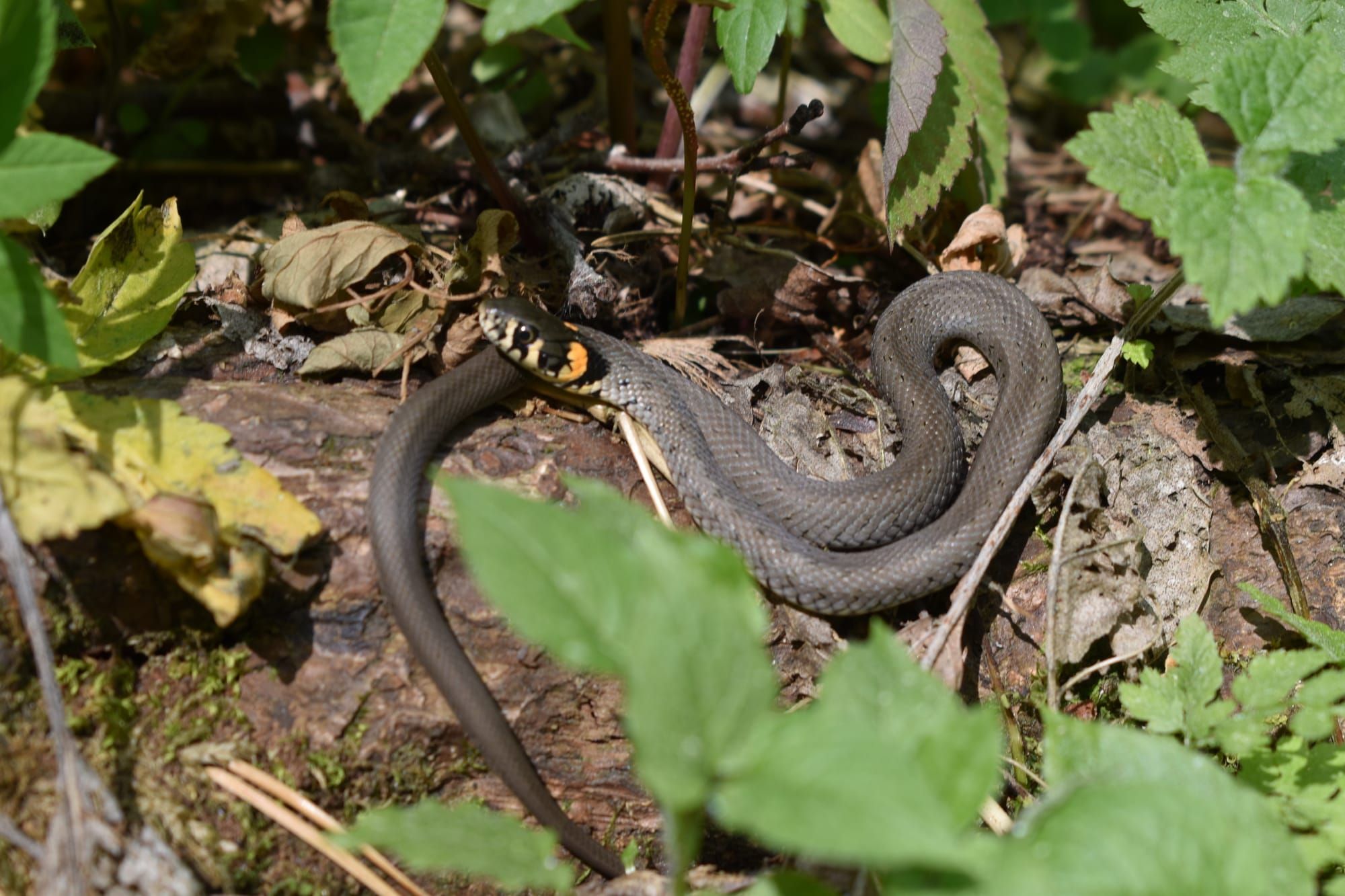Обережно: сезонна активізація плазунів