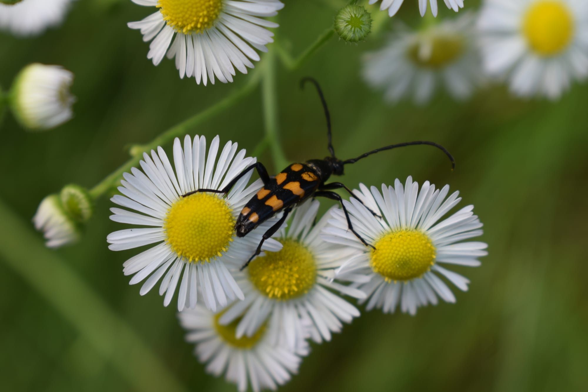 Чарівний червень: фотозвіт у всій красі
