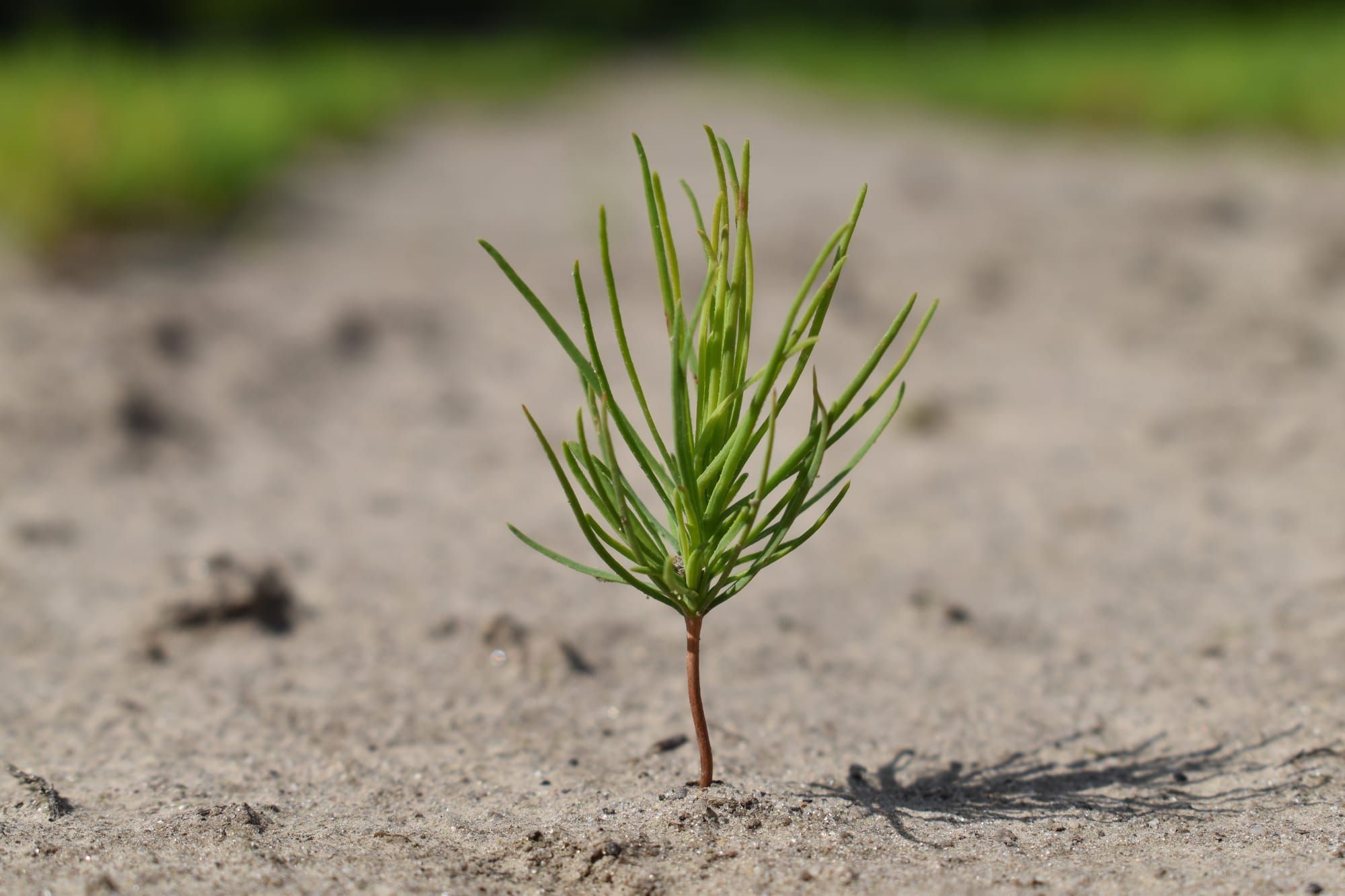 Лісовий та декоратинкий розсадники