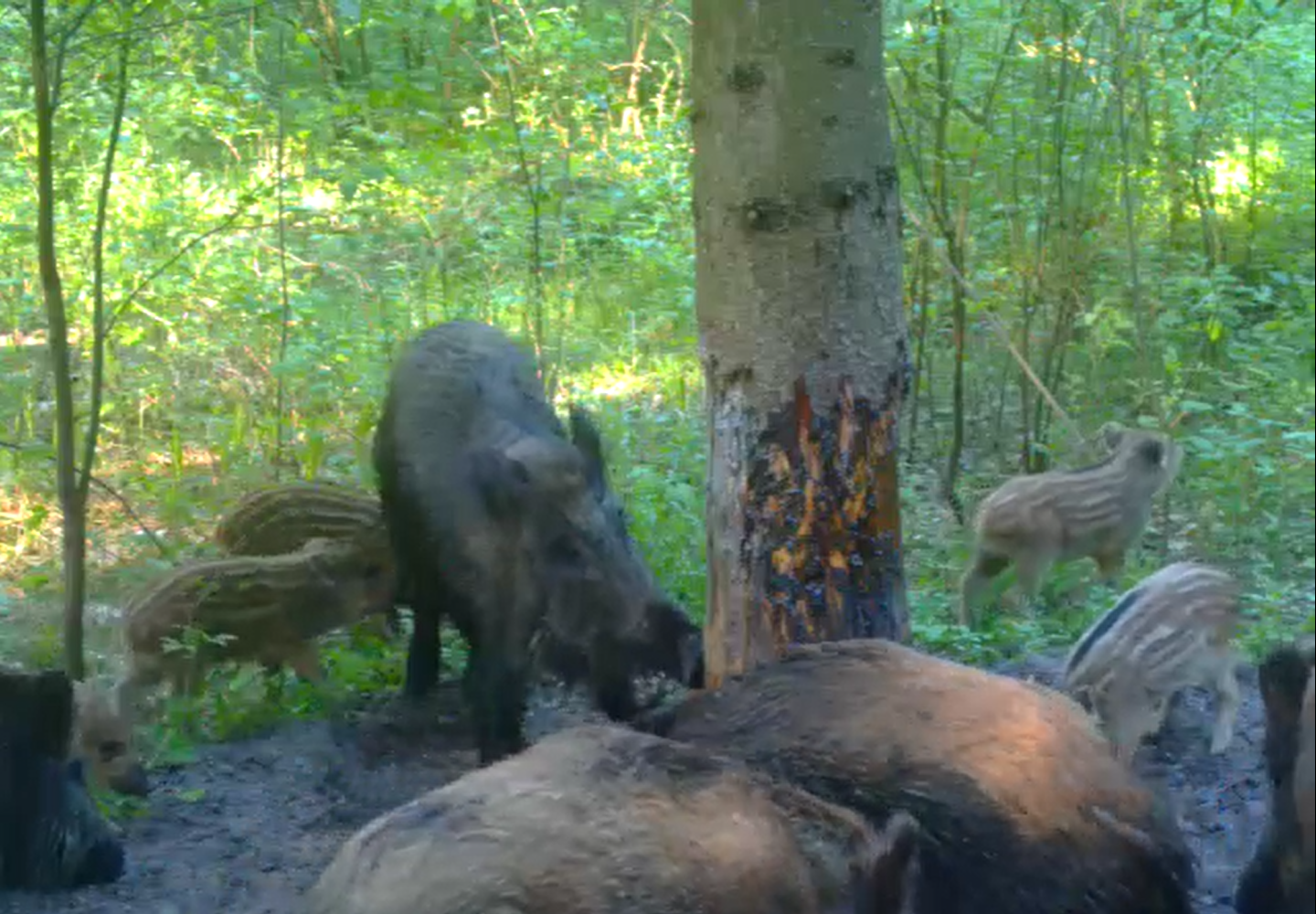 У лісовому фонді Боярської ЛДС з'явилось поповнення у сім'ї диких свиней.