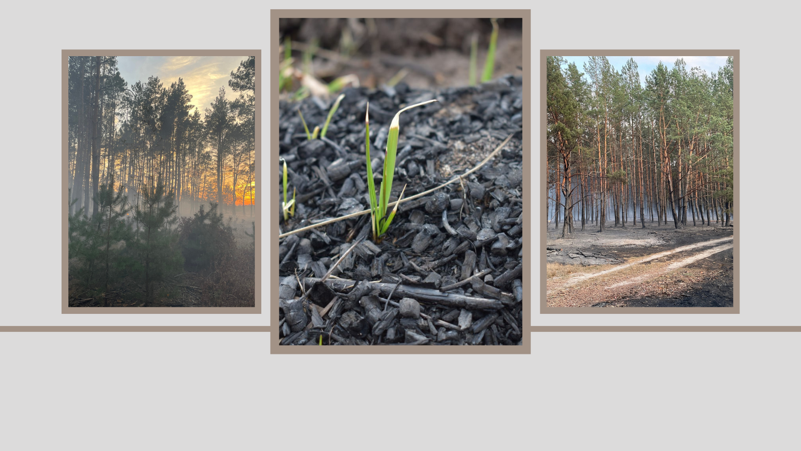 Підсумки 2023 року: охорона лісів від пожеж