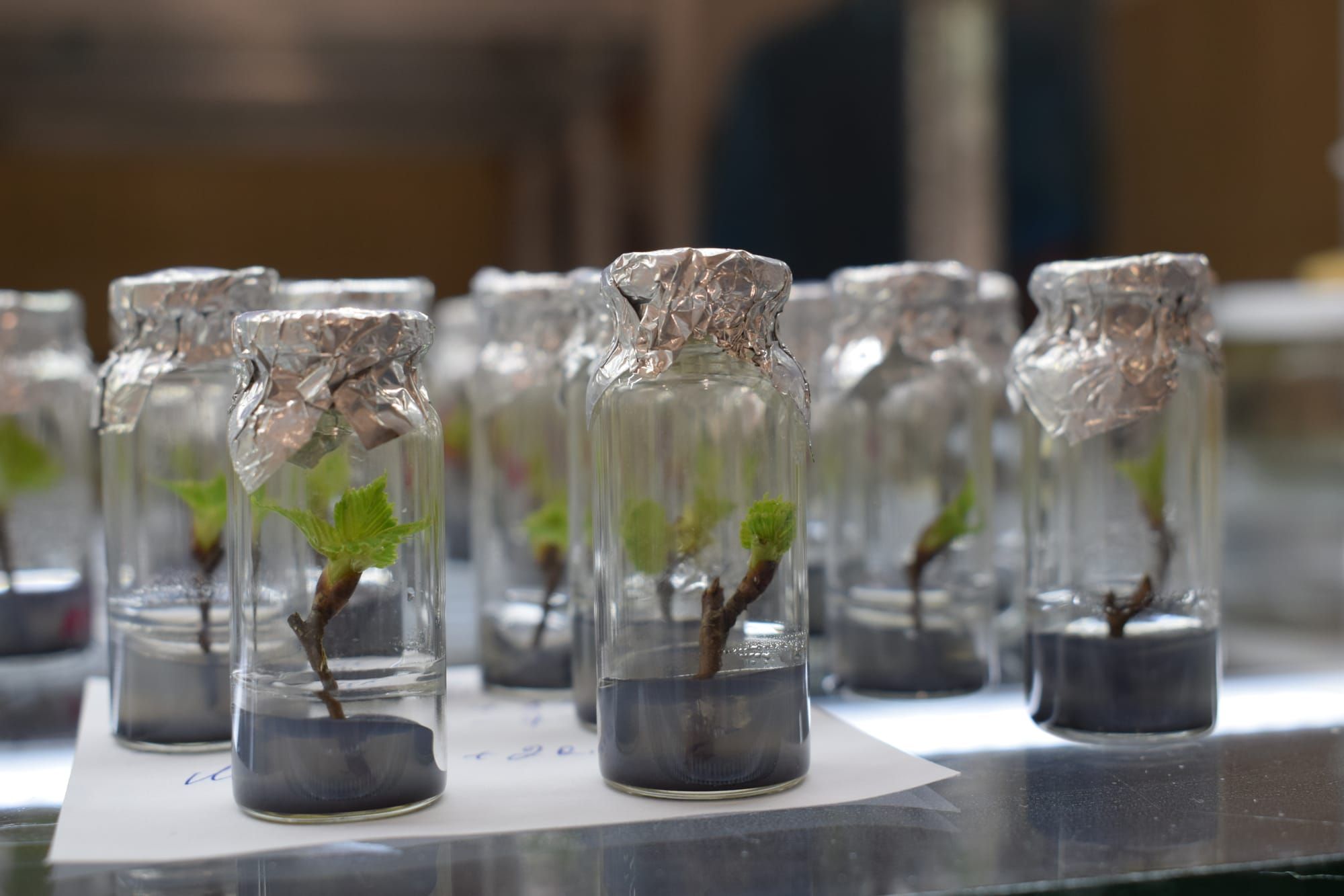 Міні-ліс … на стелажах