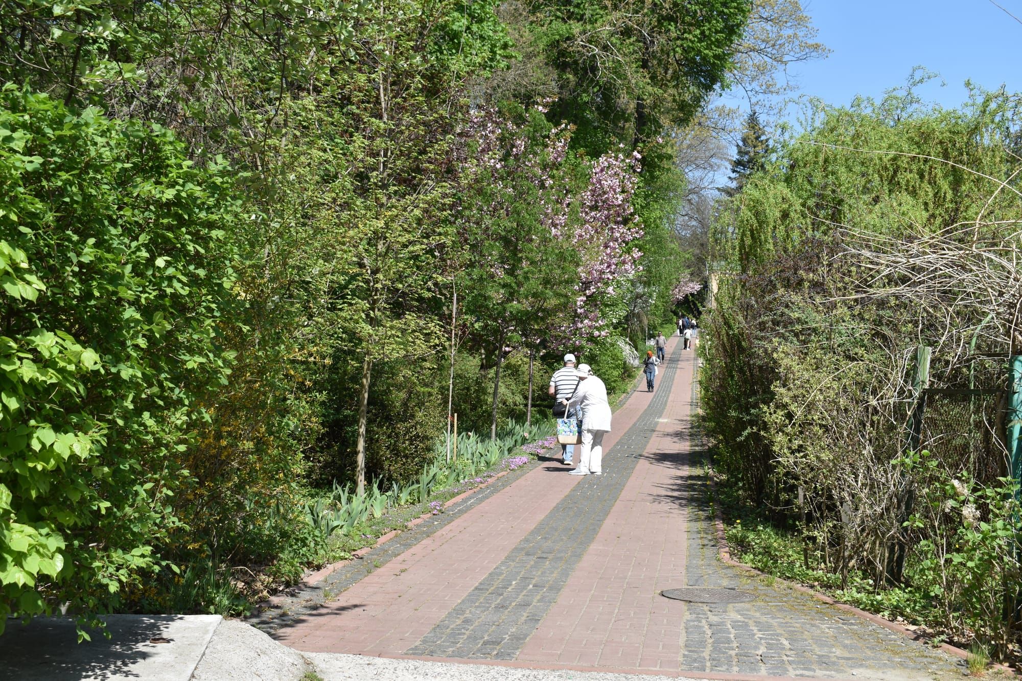 Пориньте у "зелений рай" ботанічного саду НУБіП України.