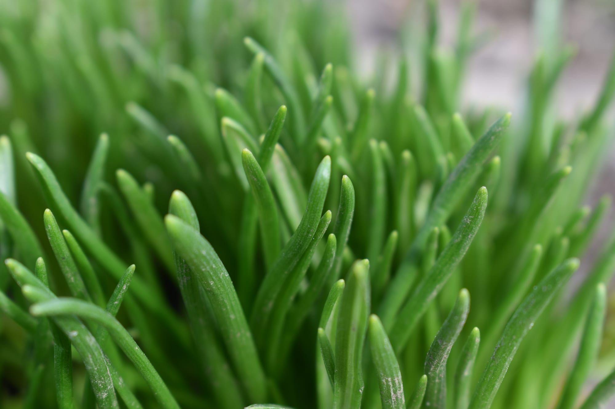 Увага! Лісові кліщі!