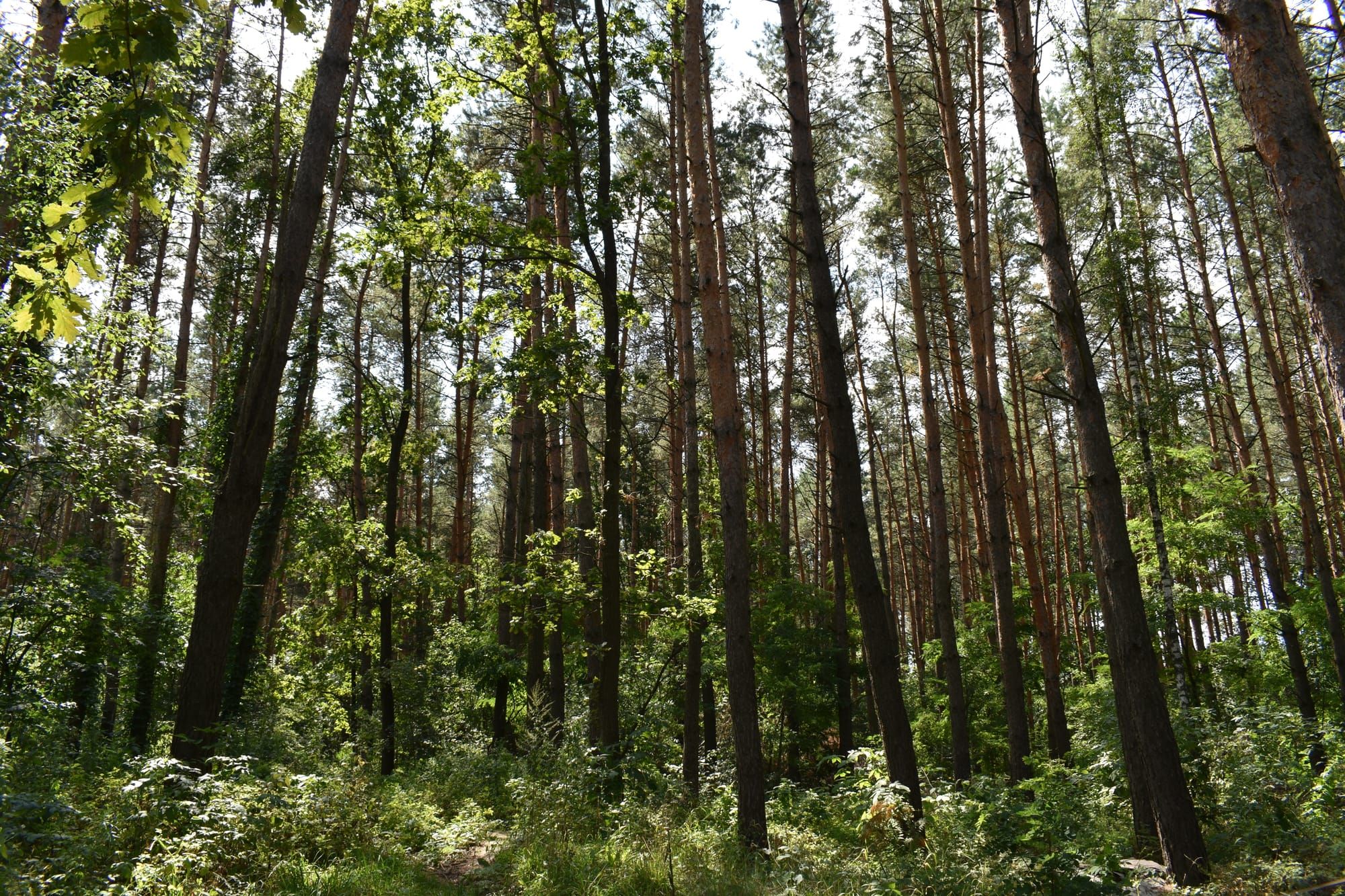 ОГОЛОШЕННЯ про початок громадського обговорення звіту з оцінки впливу на довкілля
