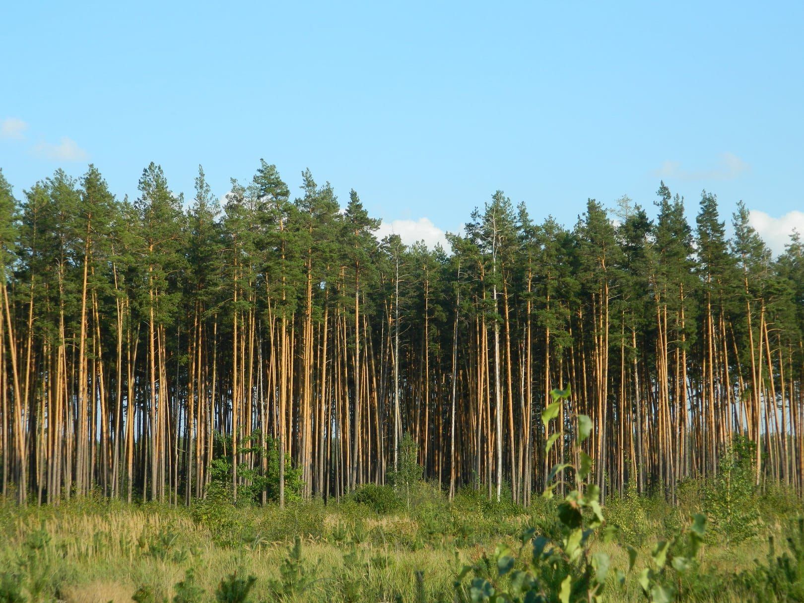 Ознайомча практика є складовою навчального процесу підготовки фахівців професійного напряму «Лісове господарство».