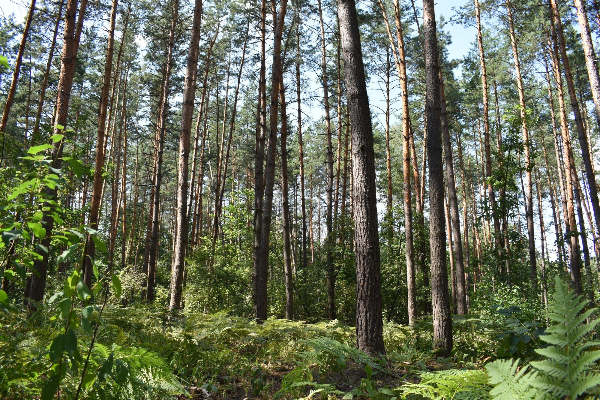 Проведено лісопатологічне обстеження лісових насаджень ВП НУБіП України "Боярська ЛДС"