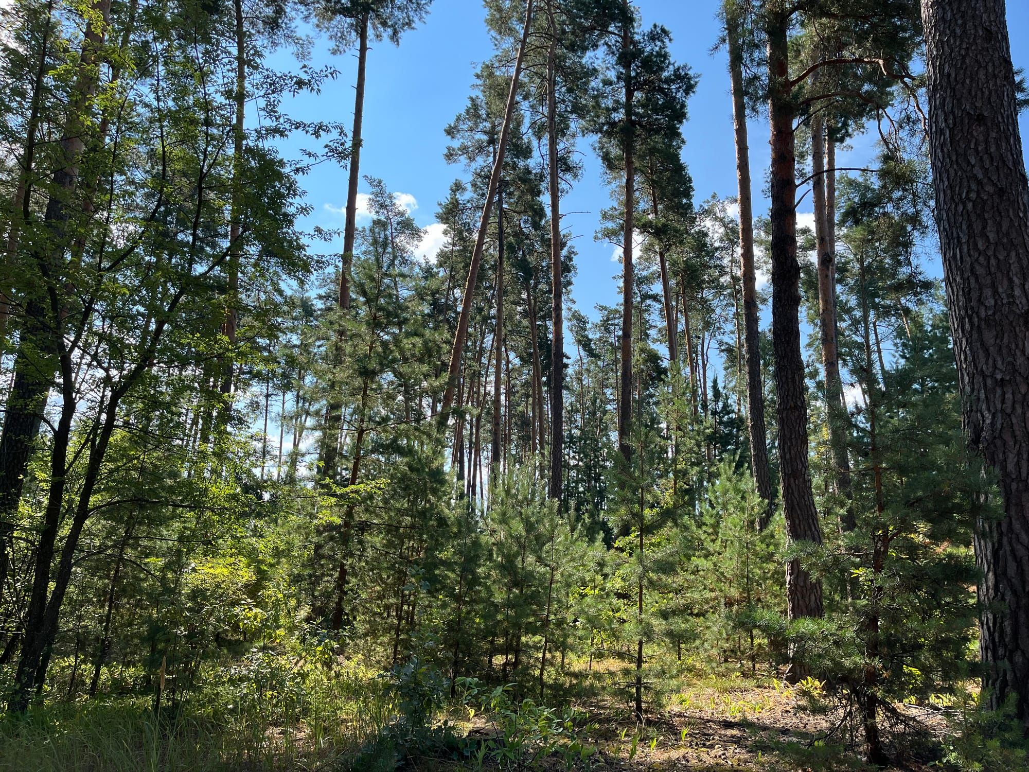 Чому «дрейфує» сосна?