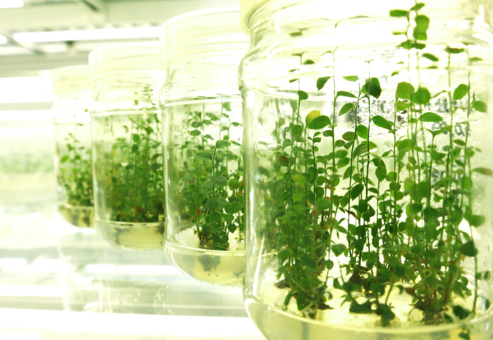 Робочий візит ректора Ігдір Університету Туреччини Мехмет Хаккі Альма до ВП НУБіП України «Боярська ЛДС»