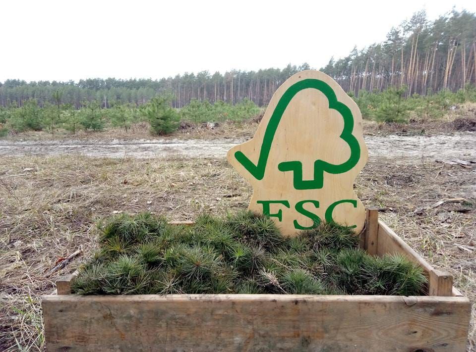 АКЦІЯ "ВІДНОВИМО ЛІСИ РАЗОМ" ЗНОВУ ЗАВІТАЛА ДО БОЯРСЬКИХ ЛІСІВ