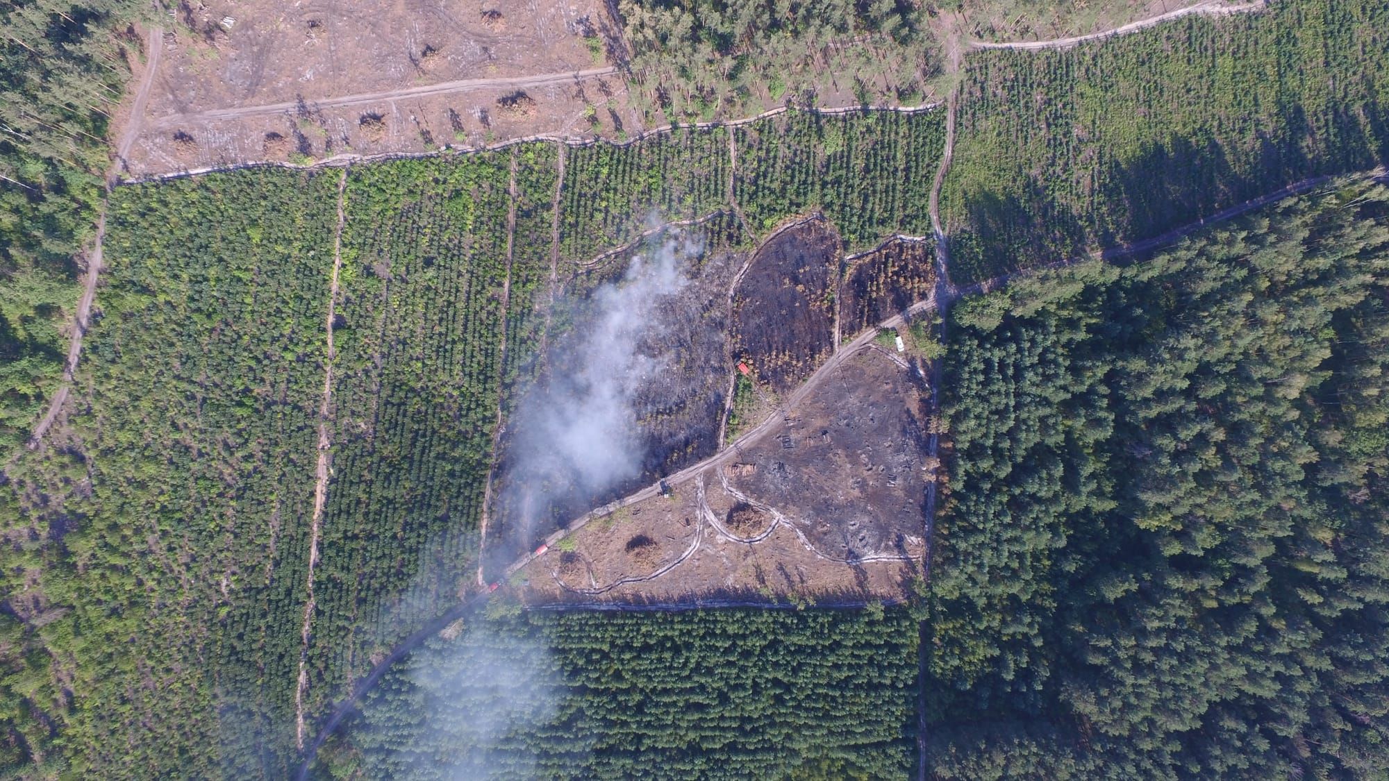 Знову пожежа в лісі і знову втрати