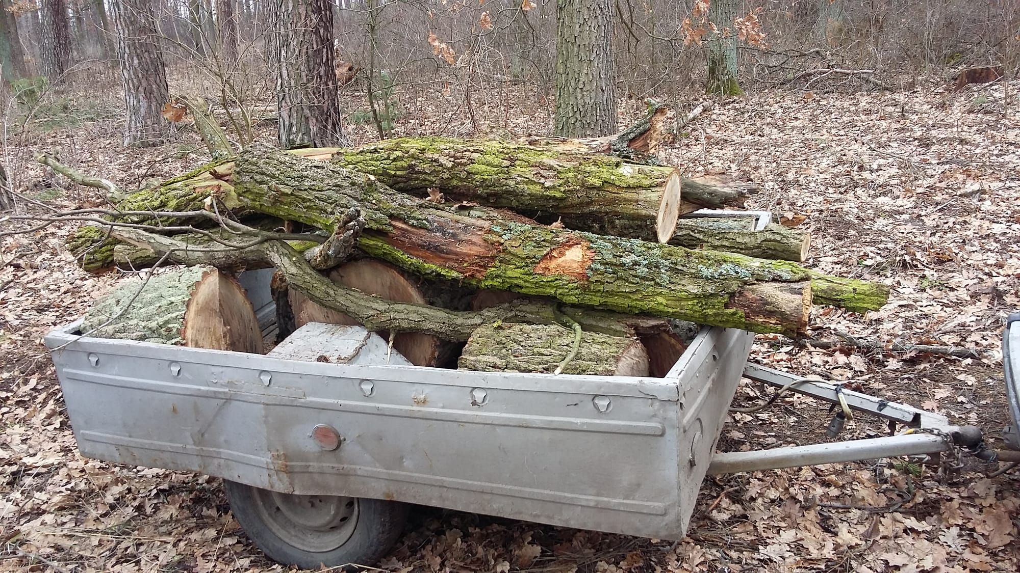 Працівники лісової охорони ВП НУБіП України Боярської ЛДС здійснюють щоденний контроль за охороною та збереженням лісів.