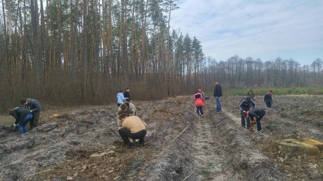 Студенти НУБіП України саджали ліс в Плесецькому лісництві