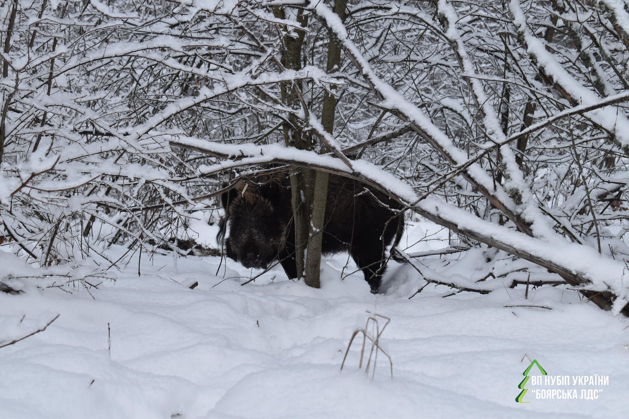 ЗИМОВА ПІДГОДІВЛЯ МИСЛИВСЬКИХ ТВАРИН НА ТЕРИТОРІЇ БОЯРСЬКОЇ ЛДС