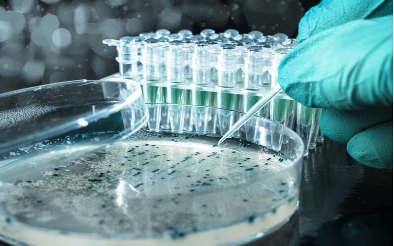 Живильне середовище – основний чинник успішного культивування ізольованих тканин деревних рослин в умовах in vitro