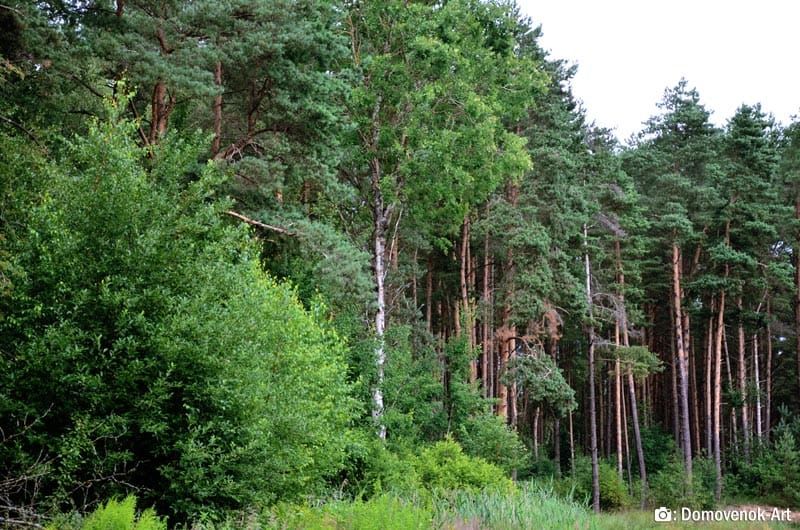 Моніторинг фітосанітарного стану лісів ВП НУБіП України «Боярська ЛДС»