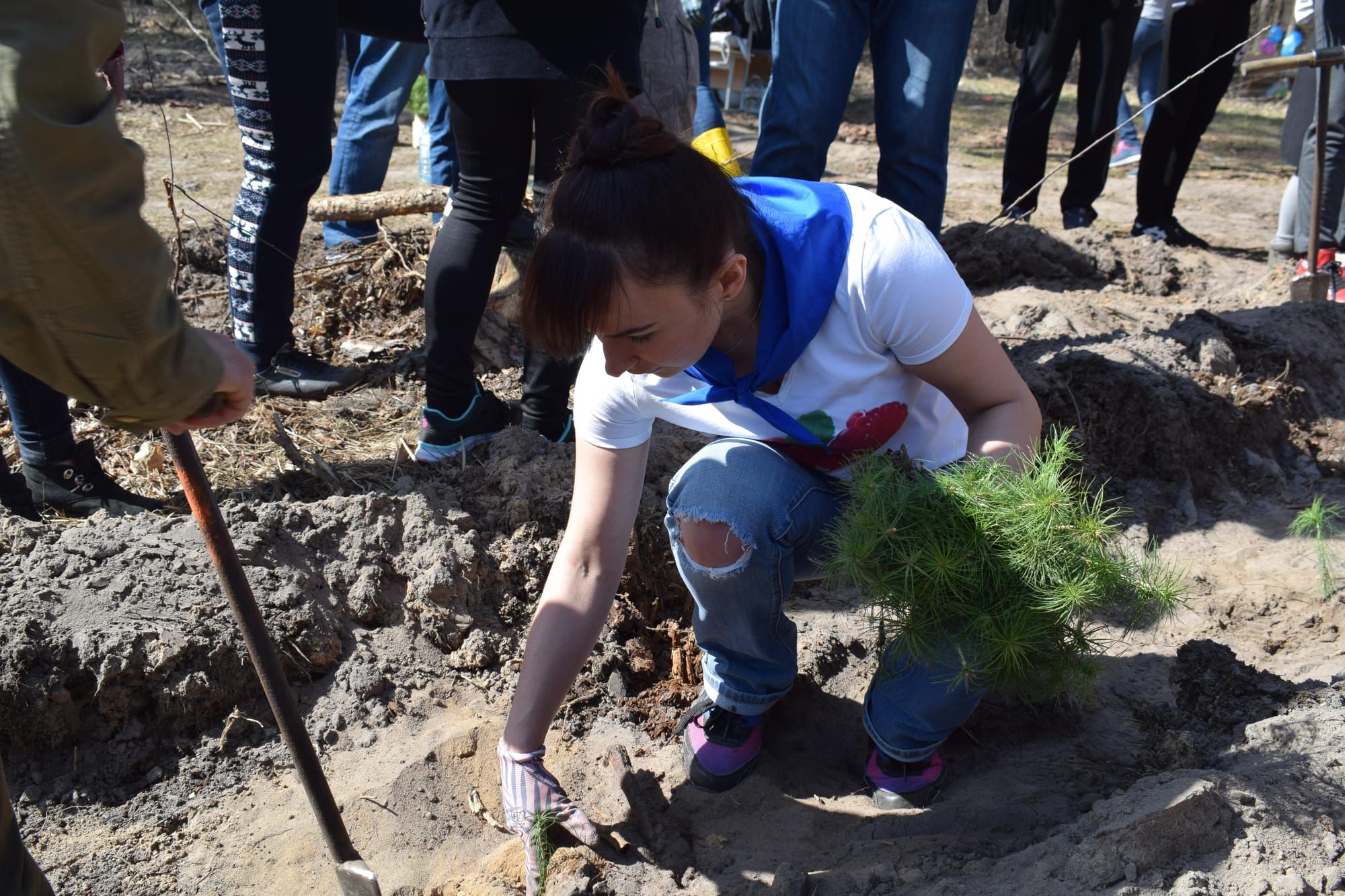 У Боярській лісовій дослідній станції триває лісокультурна кампанія