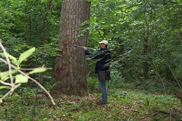 Про ліс як «природний реєстратор» або для чого об’єднуються лісівники і кліматологи України і Польщі для спільних досліджень