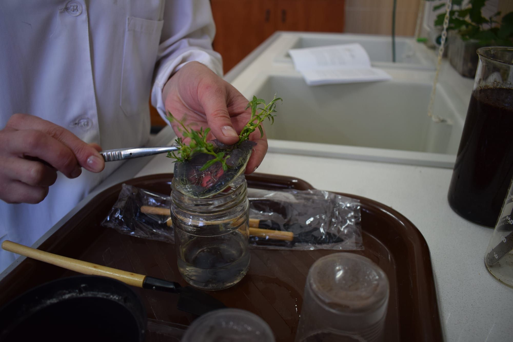 Біотехнологічна дільність ВП НУБіП України «Боярська ЛДС» (третє практичне заняття)