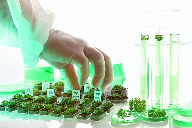 Інженери лісових культур, які підвищують кваліфікацію в «Укрцентркадриліс» завітали до науково-дослідної лабораторії біотехнології рослин