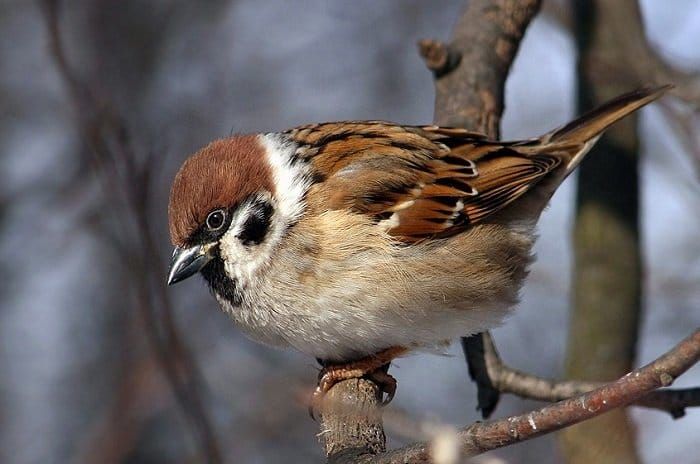 Зимуючі птахи країни