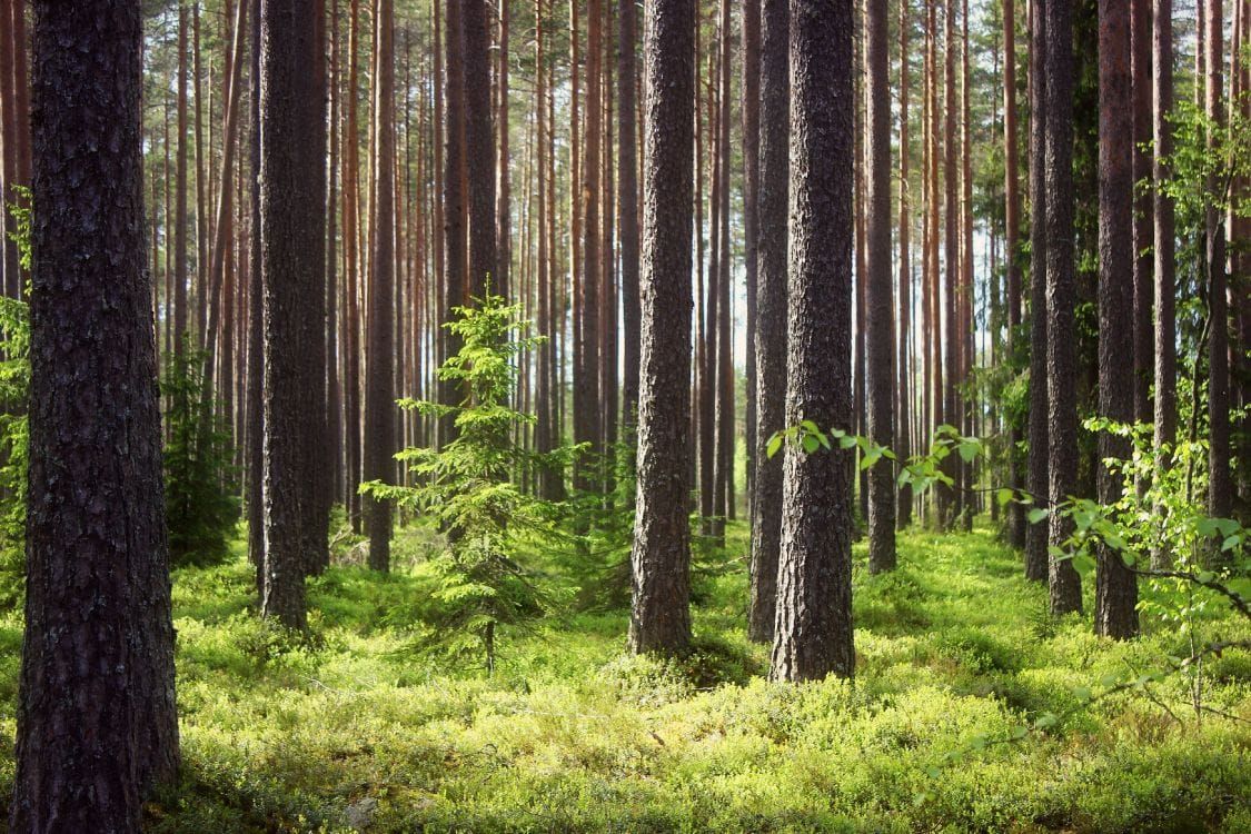 ВАЖЛИВО! Інформування задля запобігання збору, полюванню чи відлову рідкісних та тих, що перебувають під загрозою, видів!