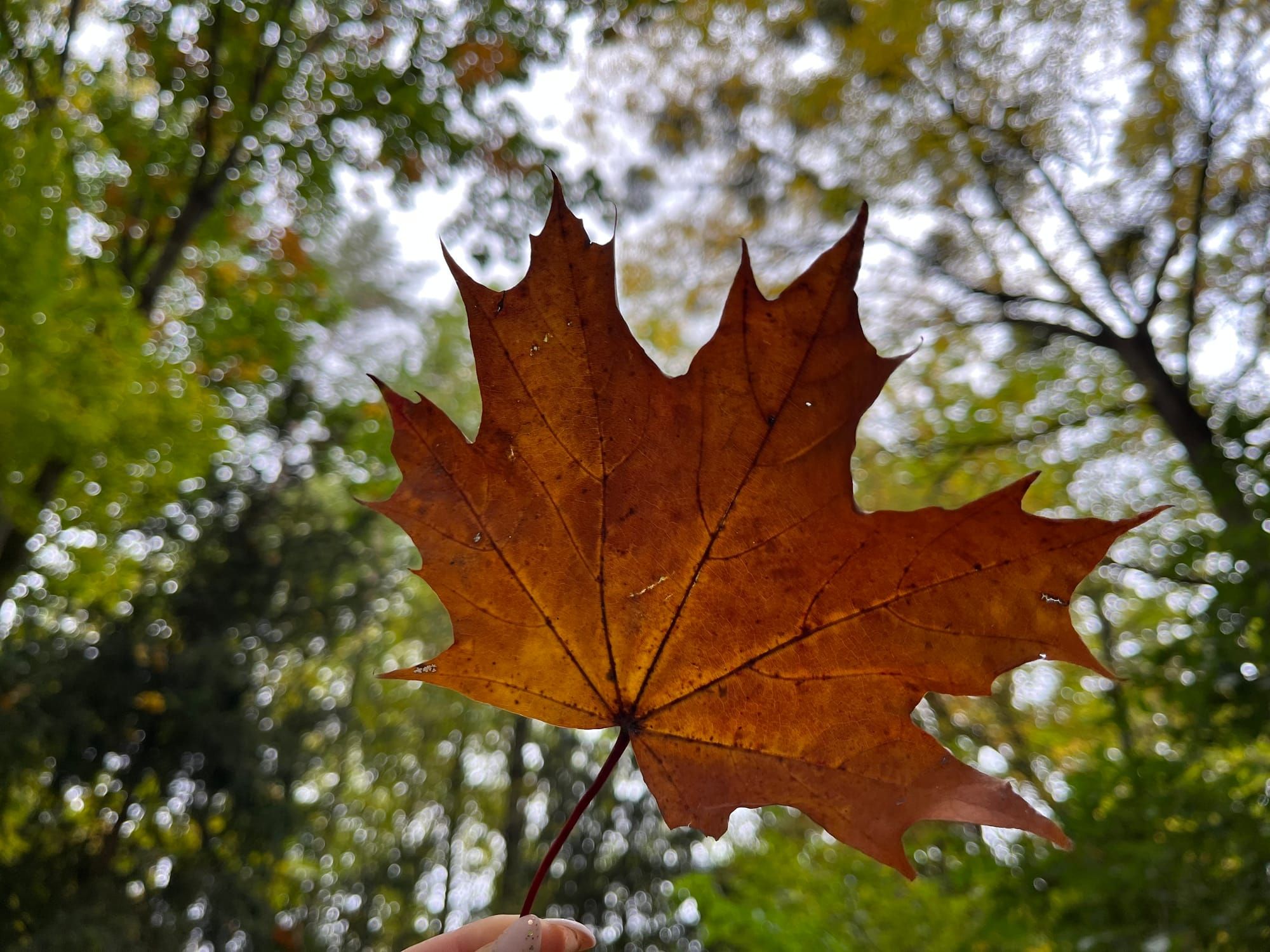 Осіння прогулянка ботанічним садом НУБіП - це захоплюючий спосіб поринути в чарівний світ природи під час зміни пори року!