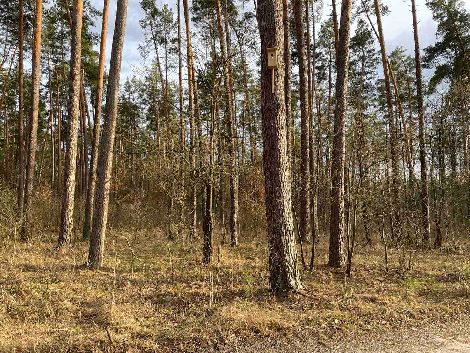 1 квітня – Міжнародний День птахів!