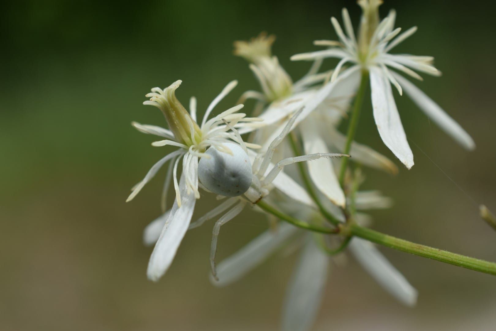 Квітковий павук-камуфляжник: Misumena vatia
