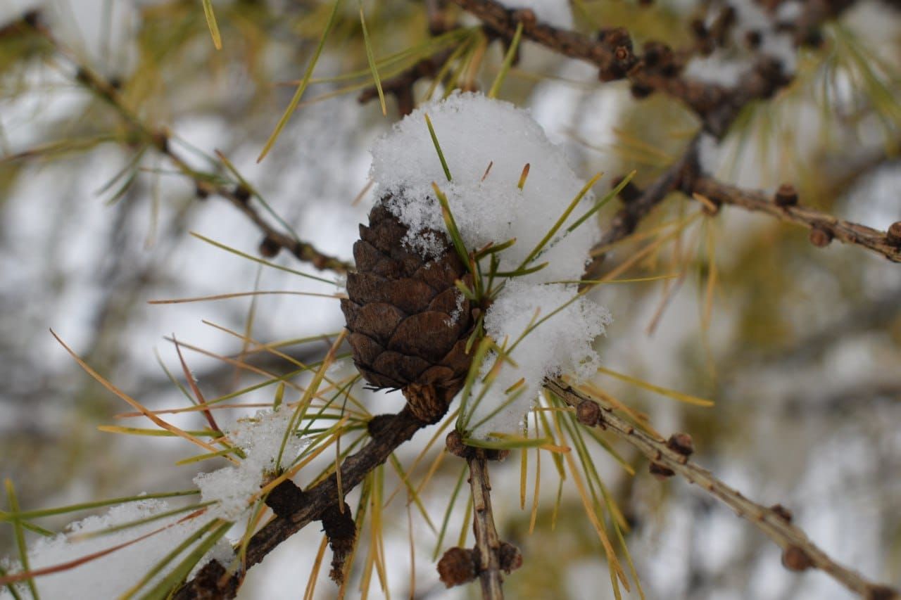 Листопад завершує осінню пригоду!