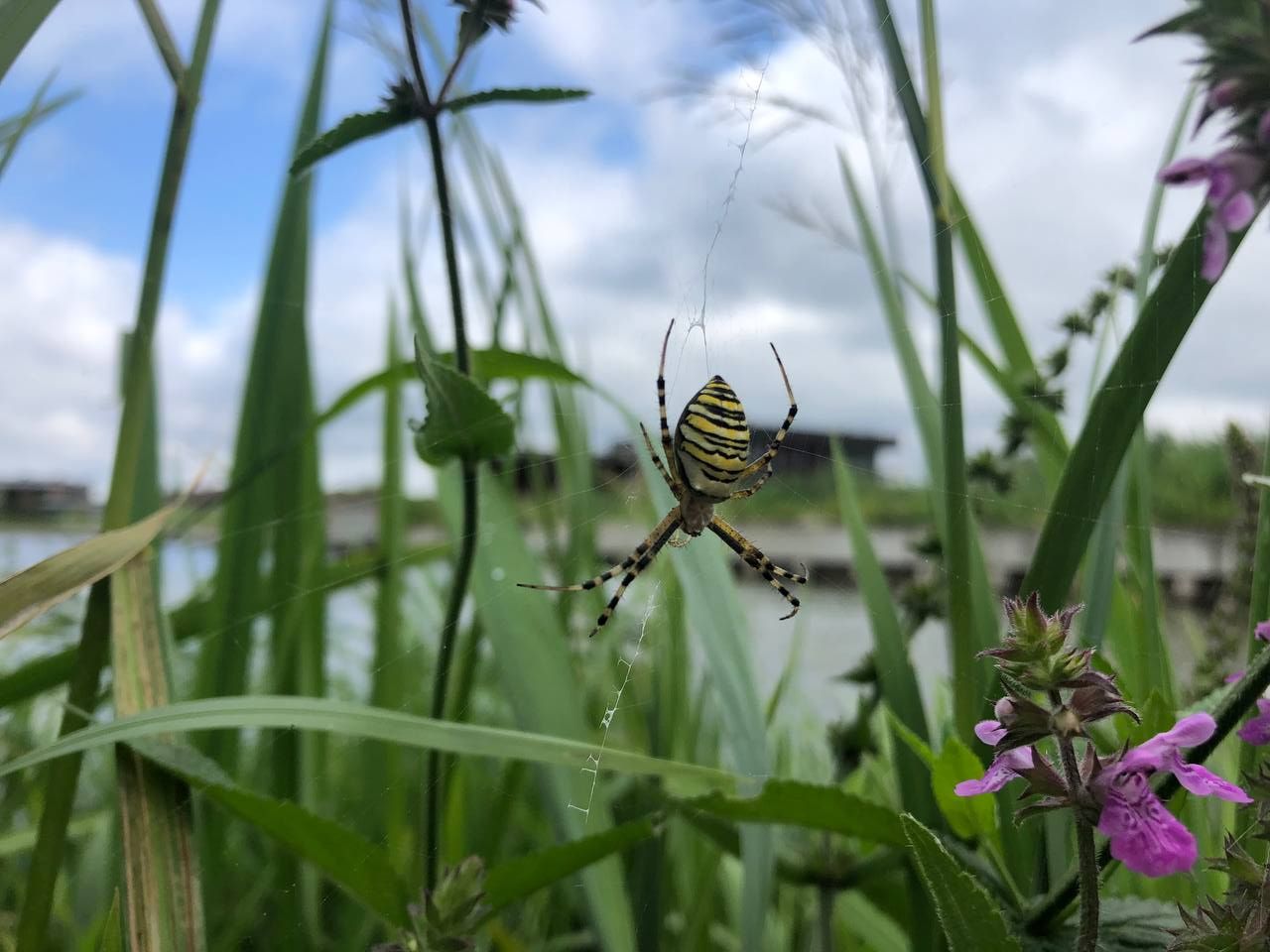 Павук-оса: чи варто його боятися?!