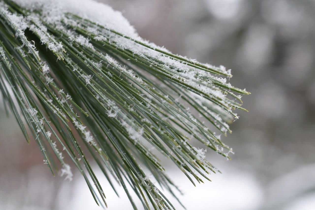 Фотозвіт за грудень!