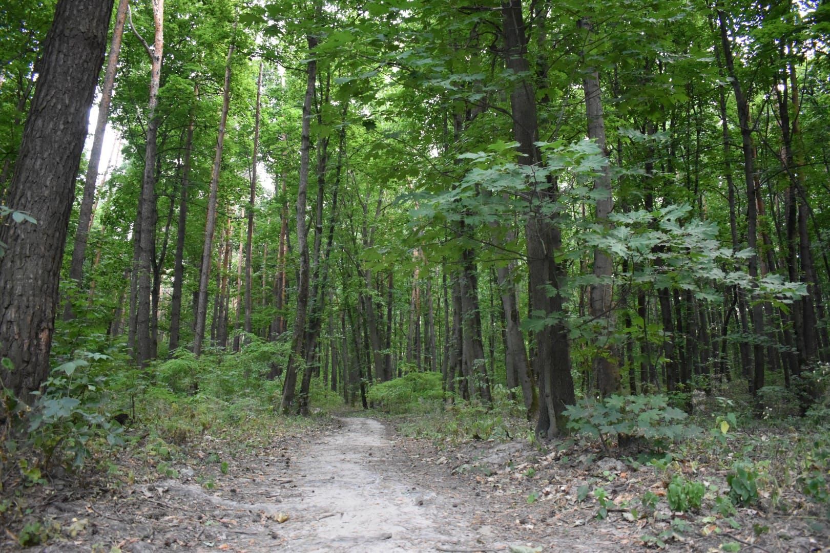 Лісова прогулянка