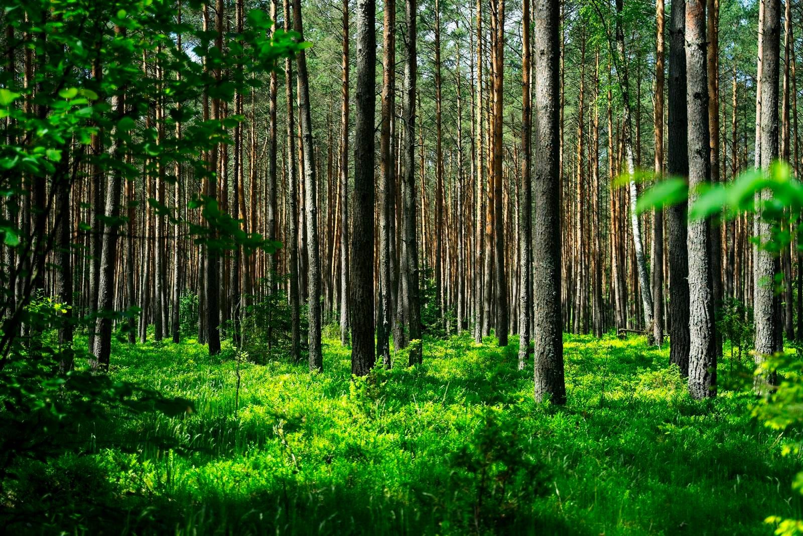 Збереження - це стан гармонії між людиною і Землею