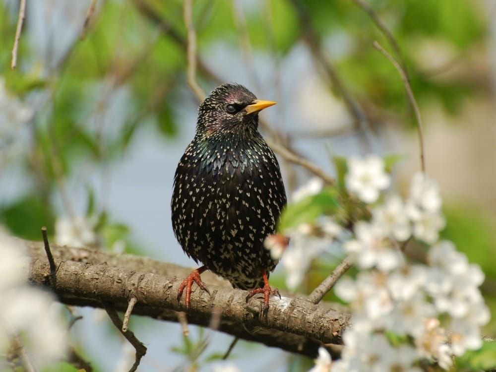 Весняне повернення птахів у ліси Київщини