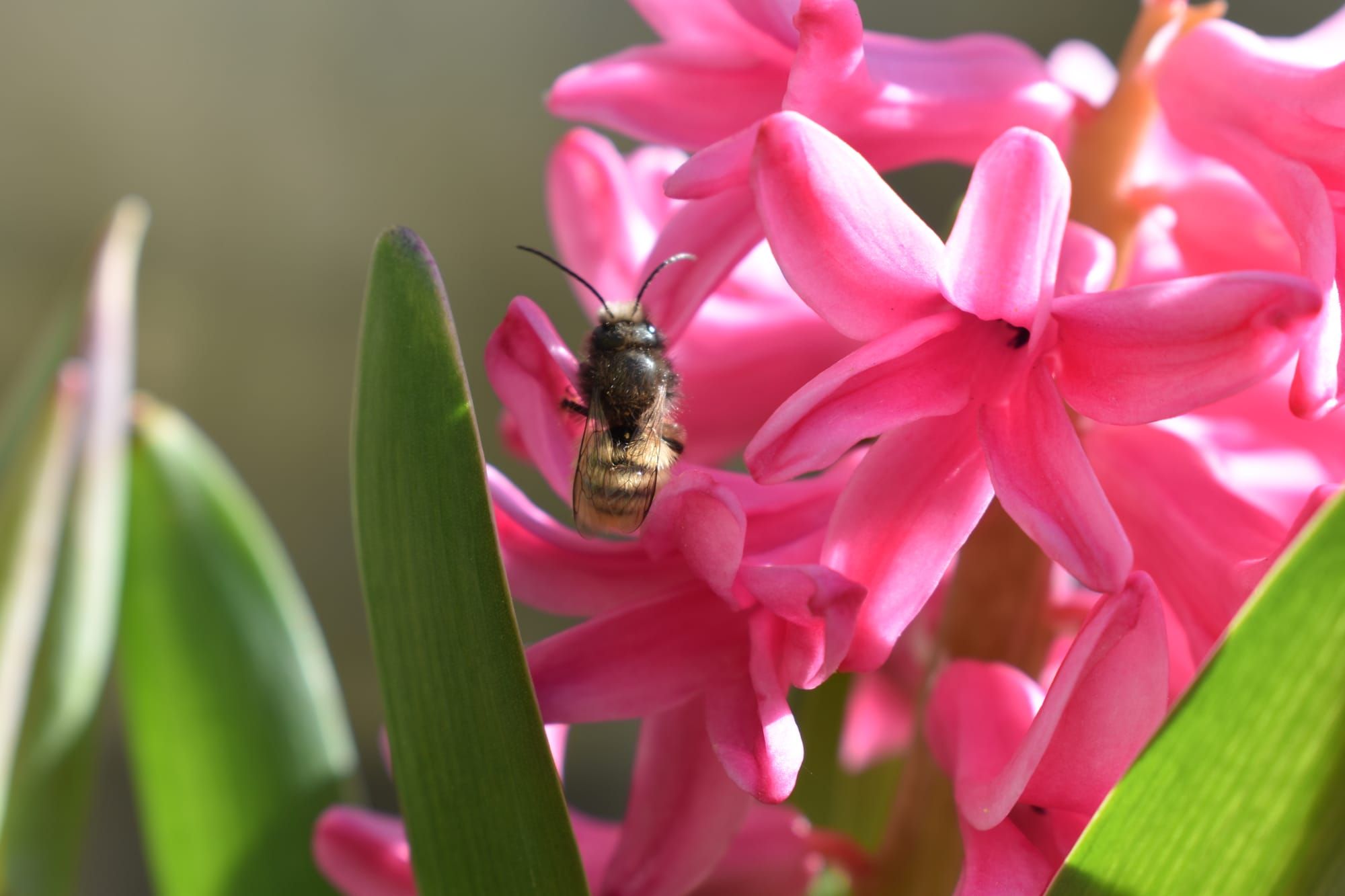 Весняне пробудження ботанічного саду НУБіП України