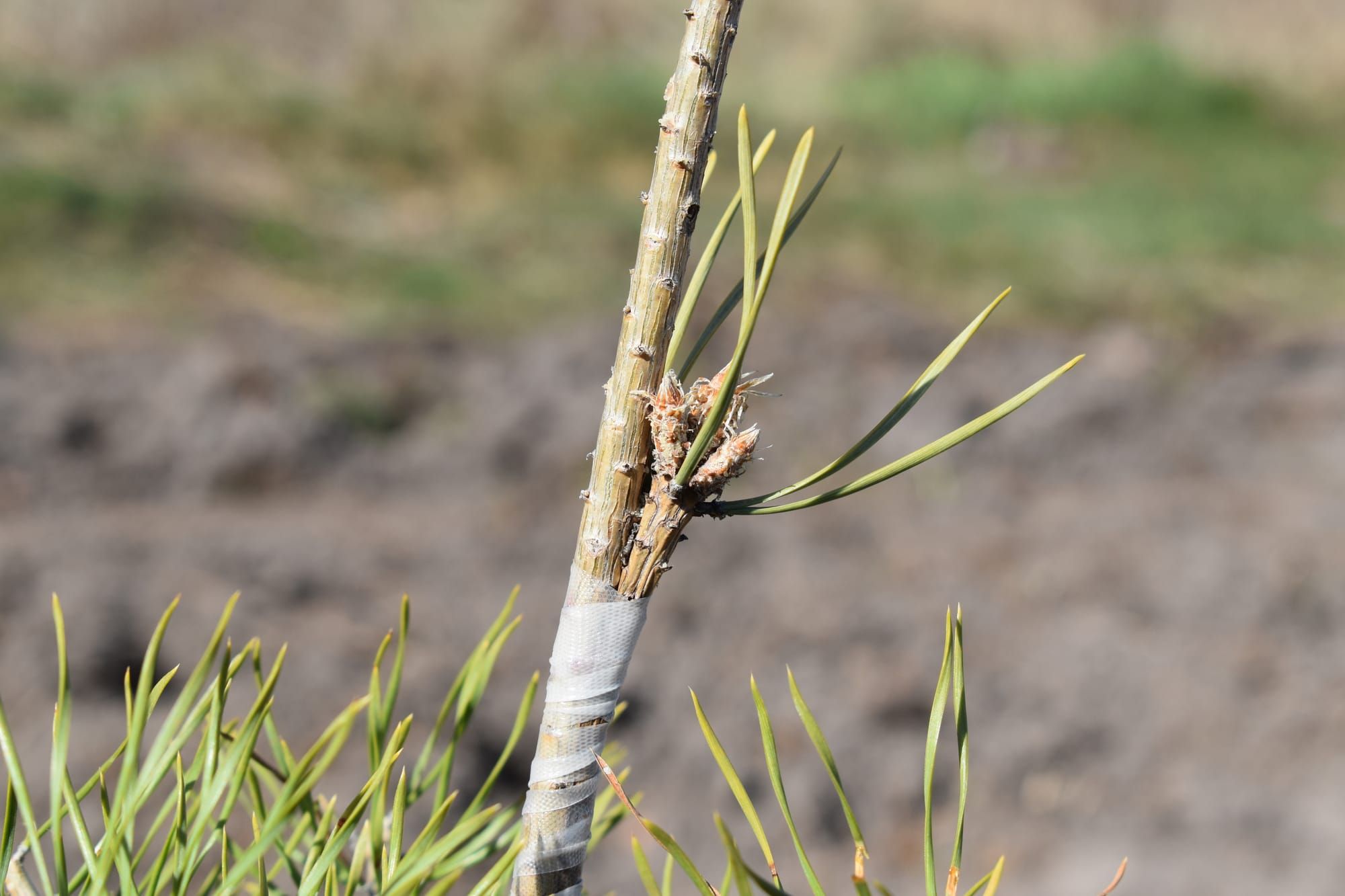 У Боярській ЛДС створено клоново-насіннєву плантацію сосни звичайної