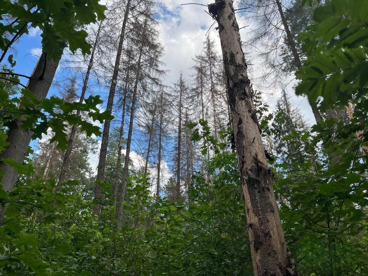 ПОВІДОМЛЕННЯ про проведення комісійного обстеження