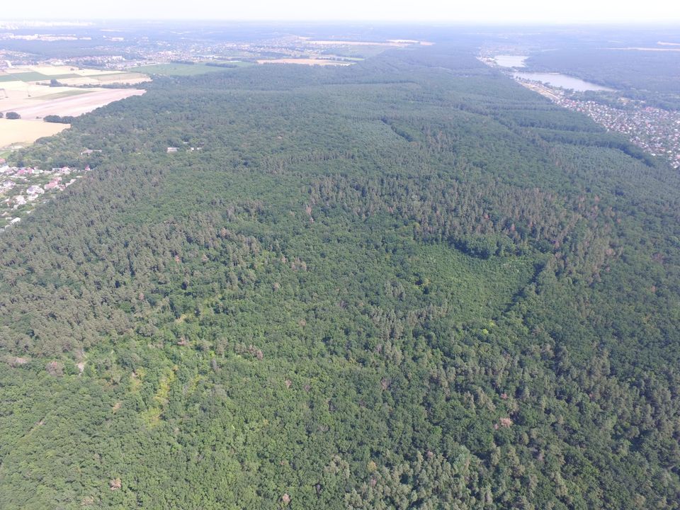 Лісогосподарська діяльність