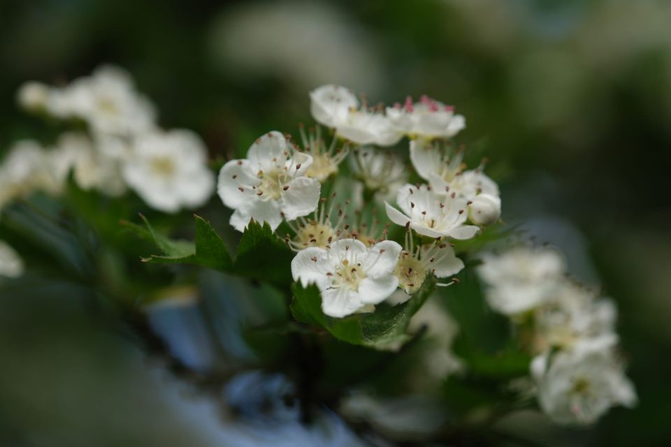 Травень: мить весняного лісу