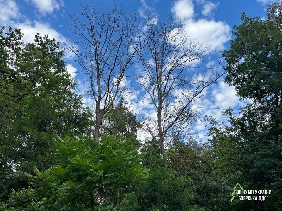 11 листопада 2025 року планується комісійне обстеження ділянок лісового фонду в межах м. Києва