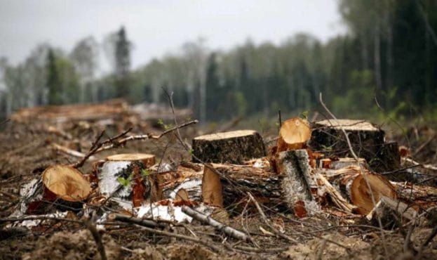 Відбувся семінар «Протидія незаконній вирубці лісів в Україні»