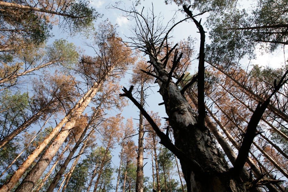 Ведення лісового господарства в умовах короїдного всихання сосни
