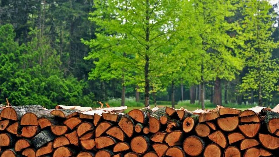 "Можливі наслідки втручання некваліфікованих фахівців в питання стратегічного характеру ведення лісового господарства"