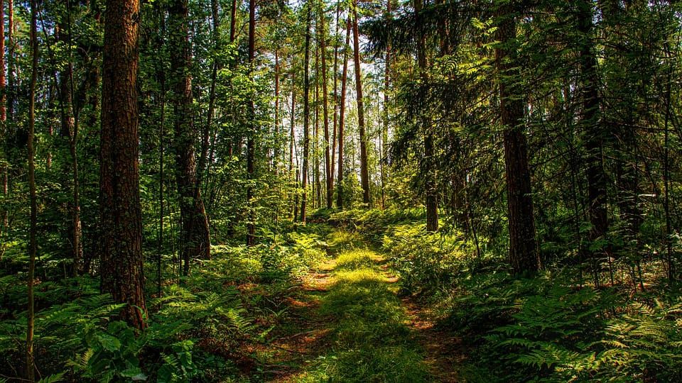 Міжнародна науково-практична конференція «Відновлення, охорона й збереження рослинного світу лісів України в умовах техногенного навантаження та змін клімату»