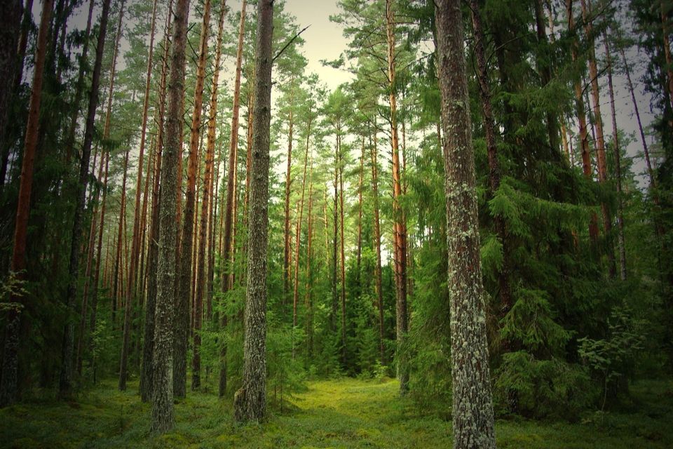 ОГОЛОШЕННЯ про початок громадського обговорення звіту  з оцінки впливу на довкілля